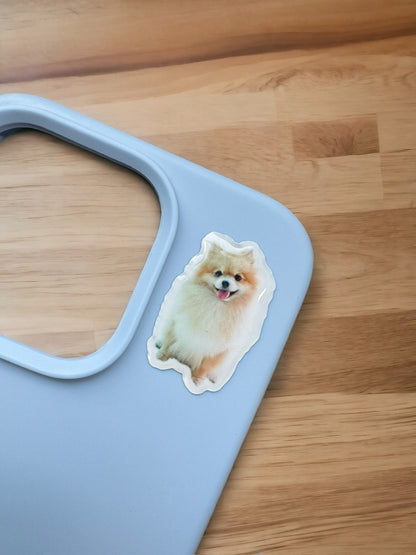 Pomeranian